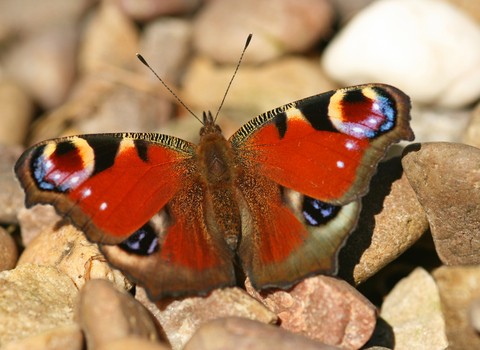 Peacock butterfly