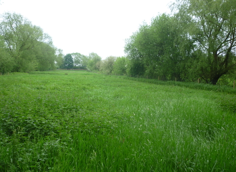 Girton Grasslands