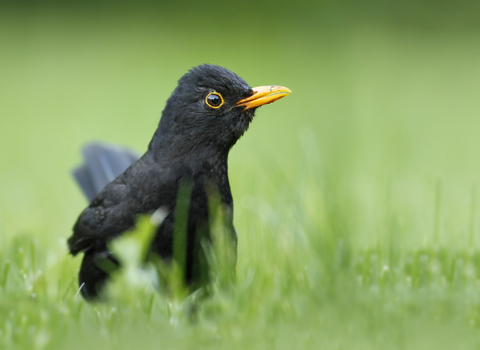 Homepage | Nottinghamshire Wildlife Trust