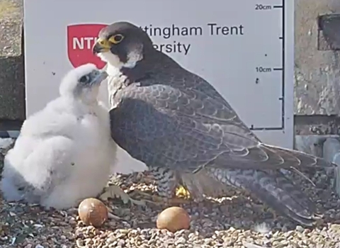 Peregrine chick and mother together with eggs.