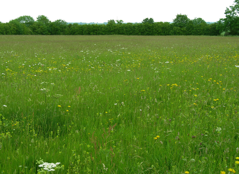 A wide open wildflower meadow with trees in the background