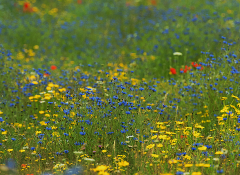 Wildflower meadow