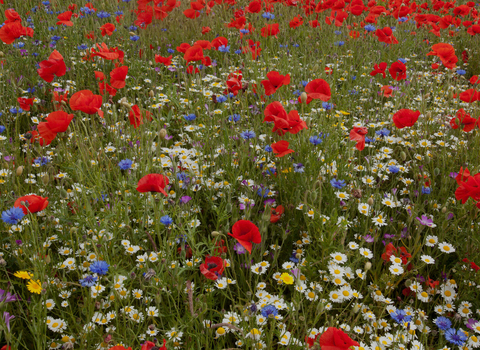 Wild flower meadow, Corn cockle, Corn flower, Centaurea montana, Agrostemma githago, Poppy, Papaver rhoeas, Sheffield
