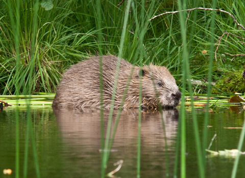 Adult beaver in water among reeds