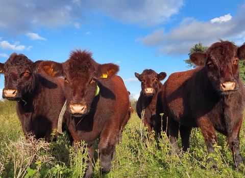 A group of Lincoln red cows