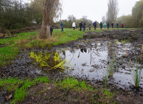 Newly planted native species along a river bank