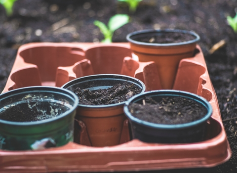 compost