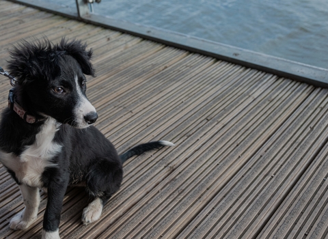 Black and white dog on lead, on balcony above lake