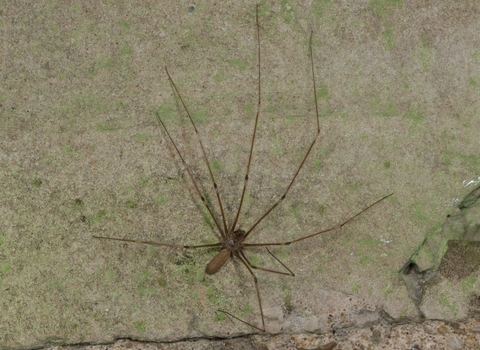 Cellar spider