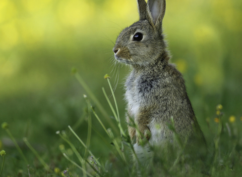 Rabbit stood looking to the left surrounded by a field of buttercups.