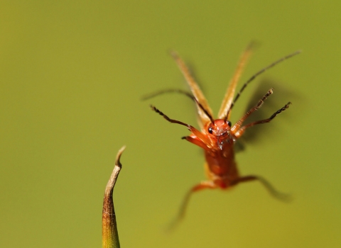 Soldier beetle landing