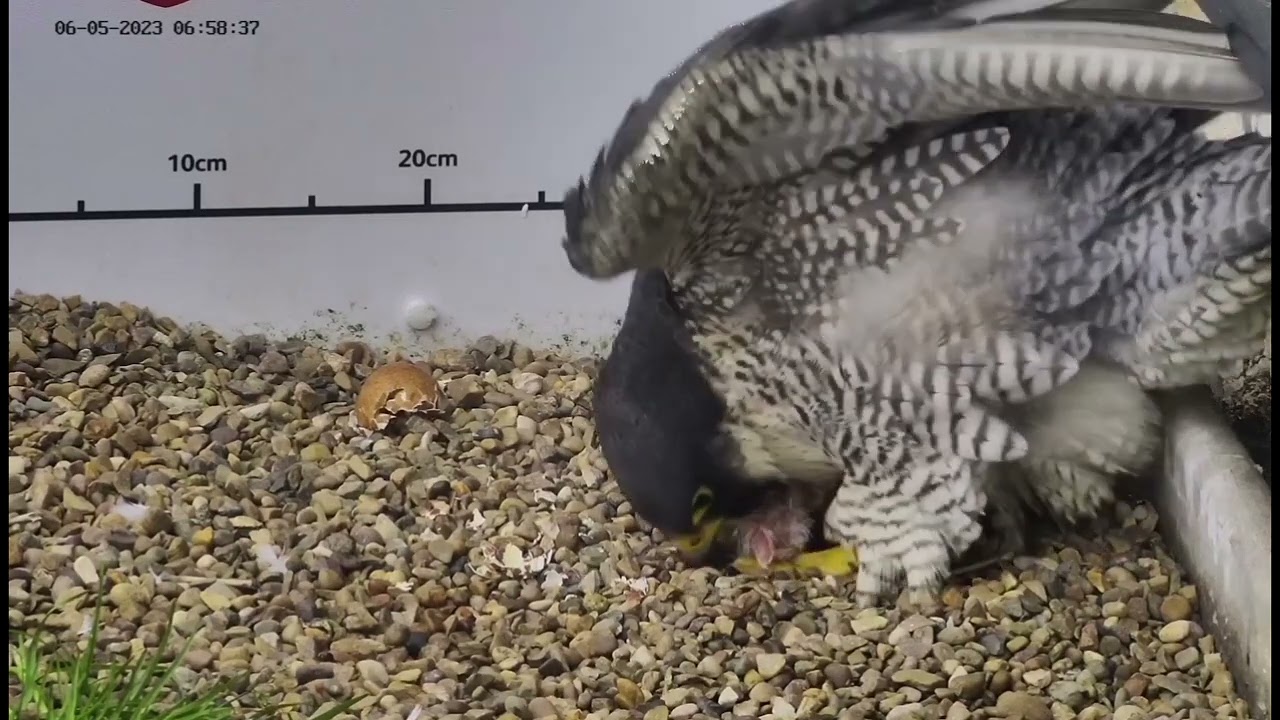 ntu peregrine webcam